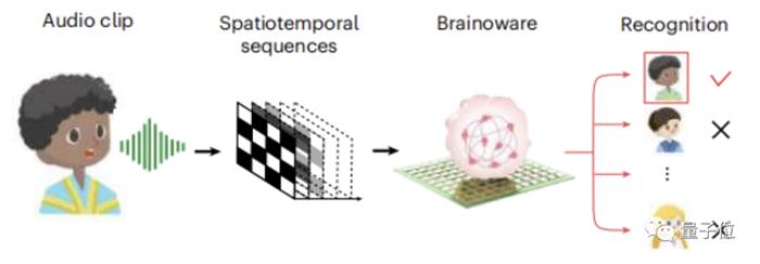 用活人腦細胞造AI系統！語音識別已成功，可無監督學習｜Nature子刊