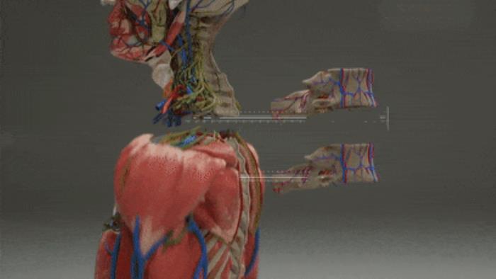 驚悚AI換頭手術！不斷移植人頭實現(xiàn)永生：真相是什么