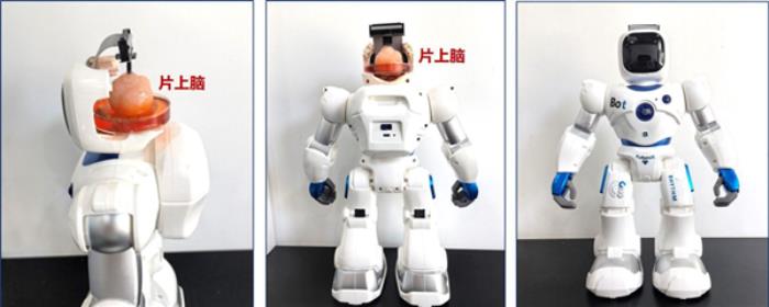 把人腦塞進機器人：還真干成了