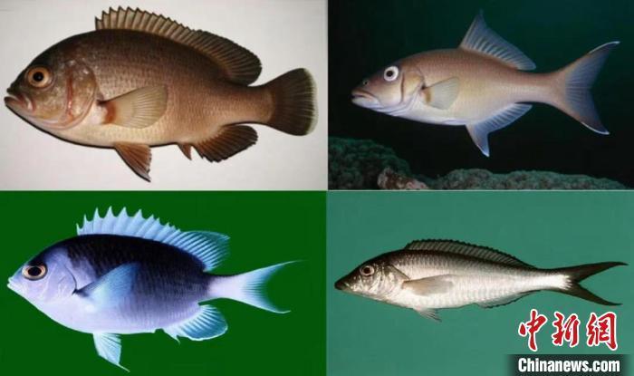 運用“元古大模型”，按照化石形態學特征復原的魚類圖。(宋海軍供圖)