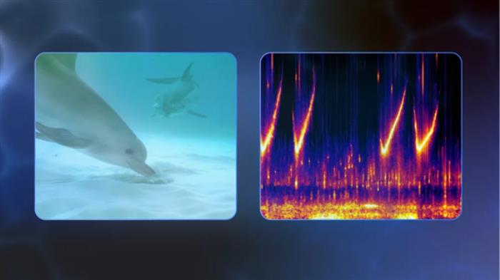 能理解海豚聲音！谷歌開發全新AI模型DolphinGemma