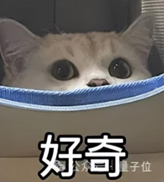 海豚語言被谷歌大模型破譯!跨物種交流大門打開,哈薩比斯:下一個是狗